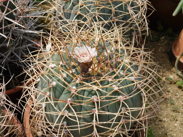 DSCN9908.JPG