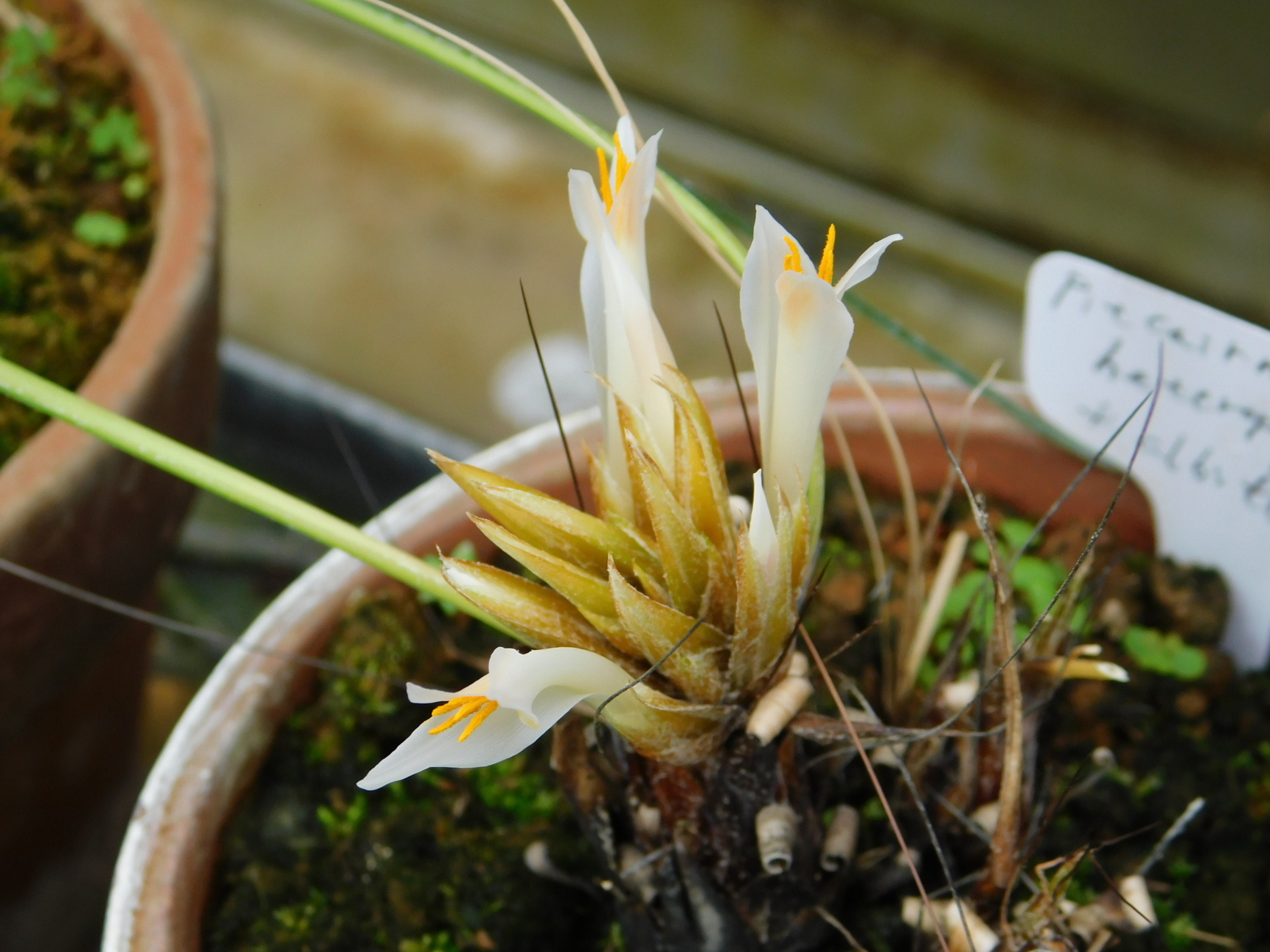 奇怪樹形 花崗岩 発根済 アデニア ペナンギアナ - 植物/観葉植物