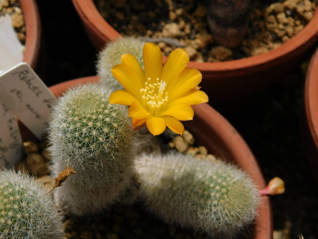 DSCN9910.JPG