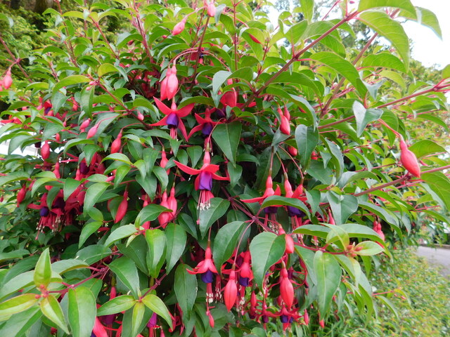 DSCN9930.JPG