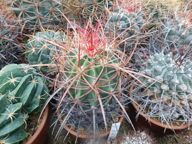 DSCN9967.JPG